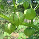 Groundcherry Seeds, ~500 Seeds