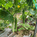 'Yanbai No.7' Long Green-and-white Cucumber Hybrid Seeds, 1g