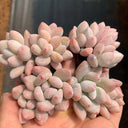 Echeveria 'Perfume'‌, 2pcs x 1-head