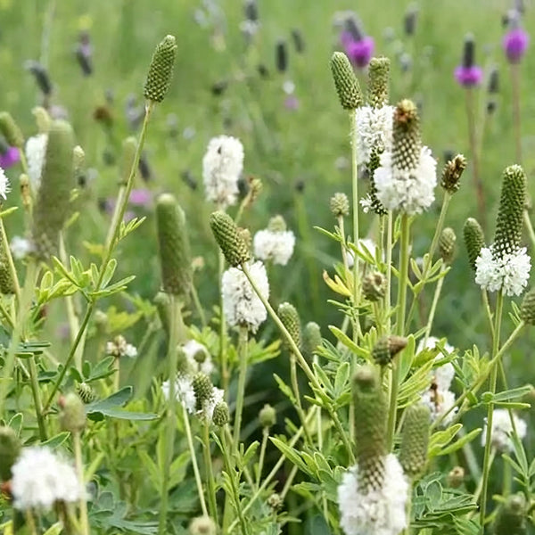 White Prairie Clover, 10 Seeds