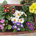 English Primrose Seeds, 200 Seeds