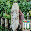 'Nanpanzhou' Radish Seeds, 20g