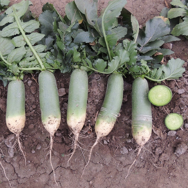 Chinese Green Radish Seeds, 10g