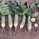 Chinese Green Radish Seeds, 10g