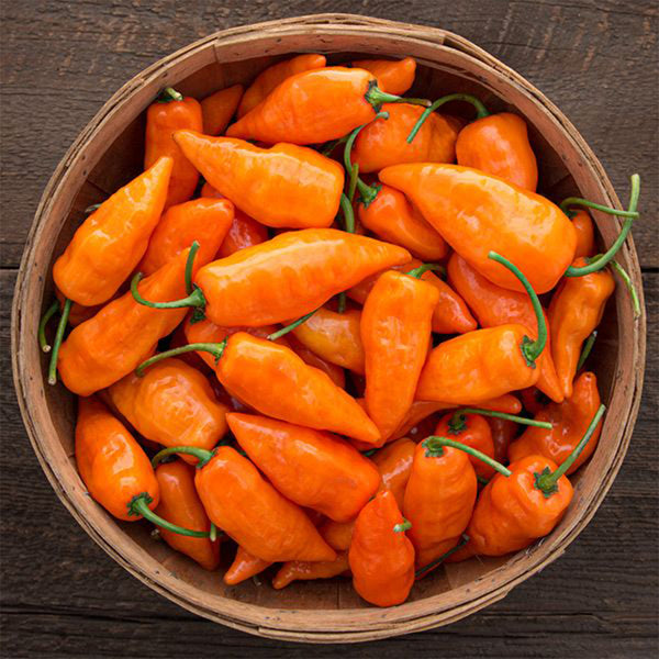 Habanada Sweet Pepper, 10 Seeds