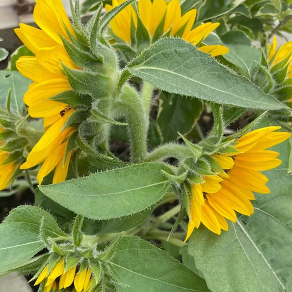'Smiling Face' Ornamental Sunflower Seeds, 2g
