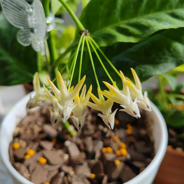 Hoya multiflora, 3 Cuttings