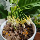 Hoya multiflora, 3 Cuttings