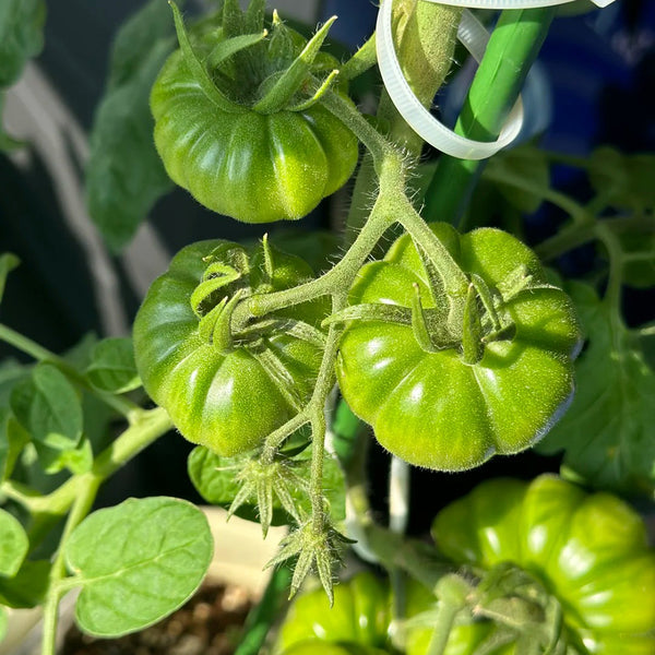 Classic Beefsteak Tomato,  10 Seeds