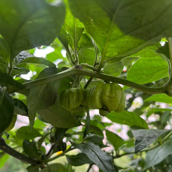 Dragon's Breath Pepper, 10 Seeds