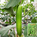 'Zhepu No.6' Bottle Gourd Seeds, 10g