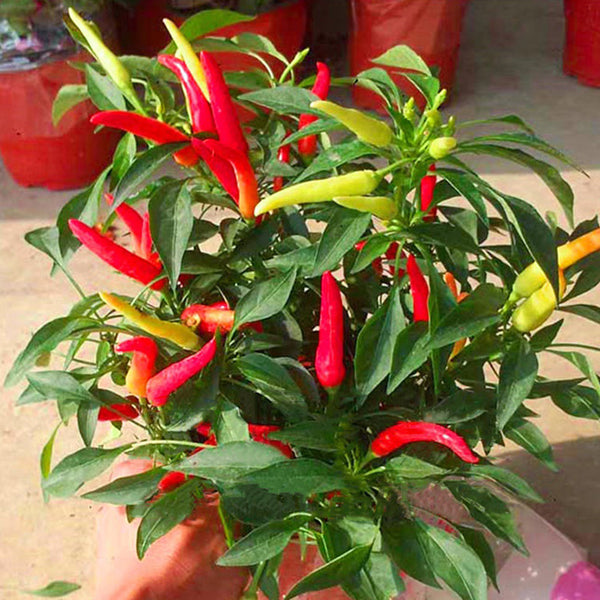 Colorful Chaotian Pepper Seeds, 100 Seeds