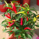Colorful Chaotian Pepper Seeds, 100 Seeds