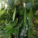 Argentina Snake Gourd, 10 Seeds