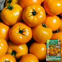 Amish Gold Tomato, 15 Seeds