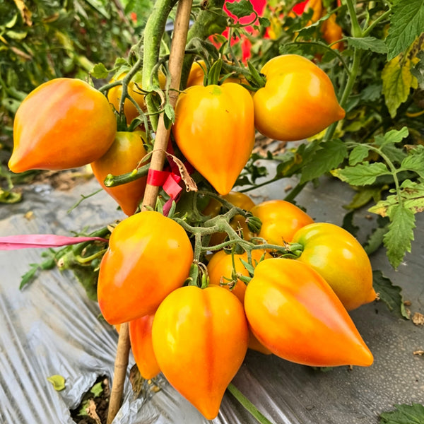 810 New Year Candle Tomato, 5 Seeds