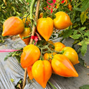 810 New Year Candle Tomato, 5 Seeds