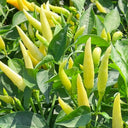 Small Chili Pepper Seeds, 50 Seeds