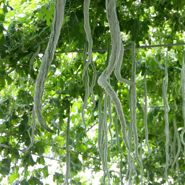 Snake Gourd Seeds, 4 Seeds Per Bag