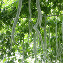 Snake Gourd Seeds, 4 Seeds Per Bag