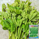 Tasty Pumpkin Shoots Seeds, 20g