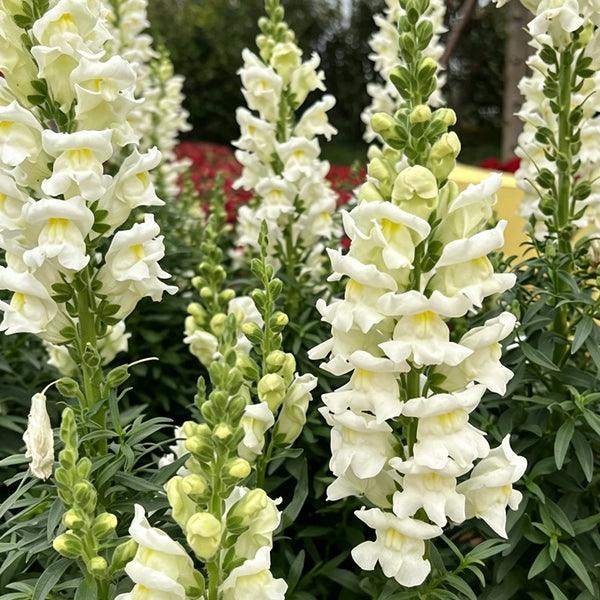 Madame Butterfly White Snapdragon, 1000 Seeds