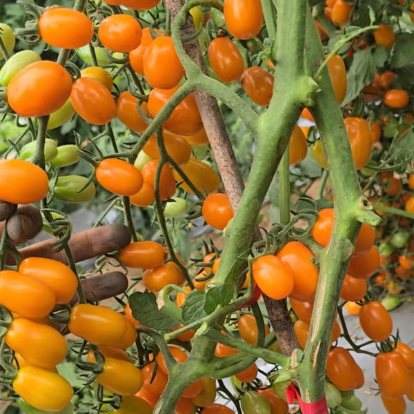 942 San Marzano Aisha Tomato, 5 Seeds