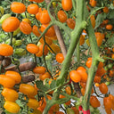 942 San Marzano Aisha Tomato, 5 Seeds