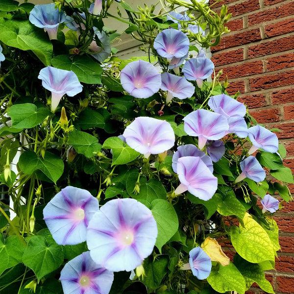 Hezhichun Morning Glory seeds, 1g