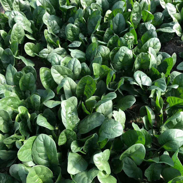 'Heat-Tolerant King' Spinach Seeds, 20g