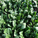'Heat-Tolerant King' Spinach Seeds, 20g