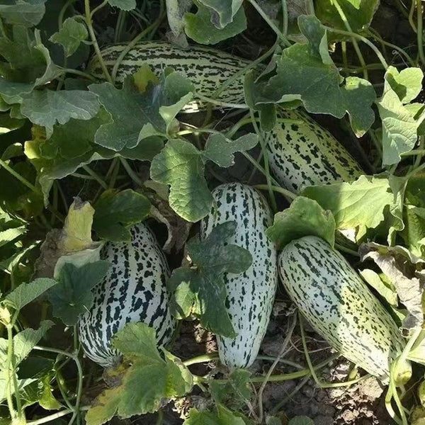 Golden Honey Crisp Melon, 20 Seeds