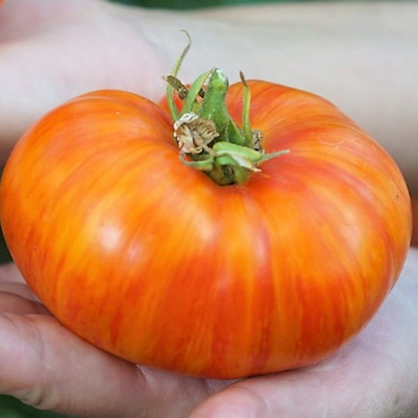 'Fairytale' Tomato Seeds, 5 Seeds