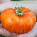 'Fairytale' Tomato Seeds, 5 Seeds