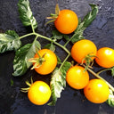 781 Variegated Potato Leaf Cherry Tomato, 5 Seeds