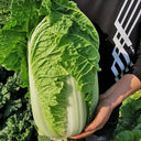 Shiny Green No.3 Chinese Cabbage Seeds, 5 × 4g Bags