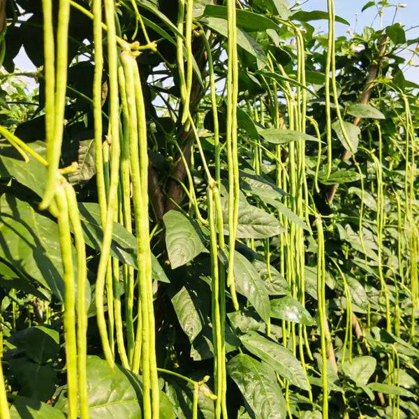 Jiaduobao Yardlong Bean, 30g