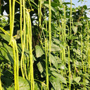 Jiaduobao Yardlong Bean, 30g