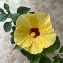 Pale Yellow Hibiscus, 20 Seeds