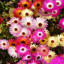 Trailing Ice Plant (Lampranthus spectabilis) Seeds, 200 Seeds