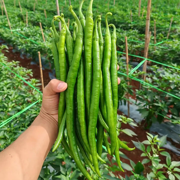 Spicy Red Line Pepper Seeds, 0.5g