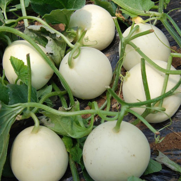 Baisha Honey Melon Seeds, 2g