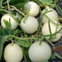 Baisha Honey Melon Seeds, 2g