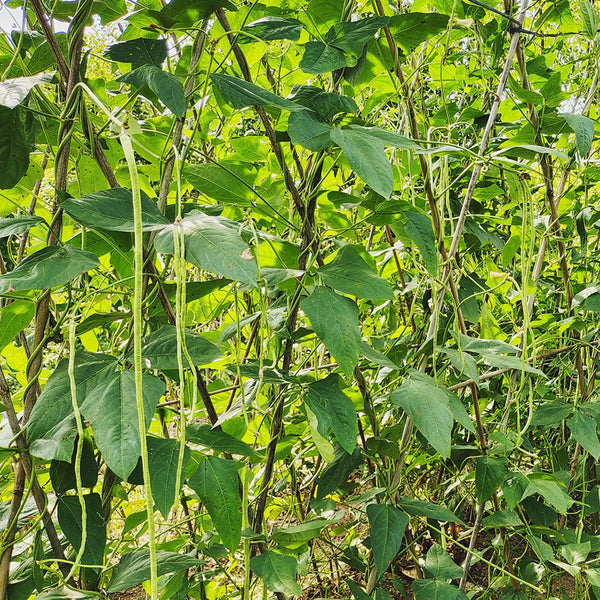 'Jiangshan Sijin' Cowpea Seeds, 100g