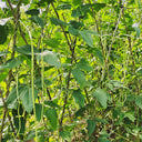 'Jiangshan Sijin' Cowpea Seeds, 100g
