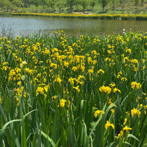 Yellow Flag Iris, 50 Seeds