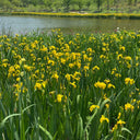 Yellow Flag Iris, 50 Seeds