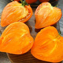 585 Zailiyskiy Alatau Yellow Tomato, 5 Seeds