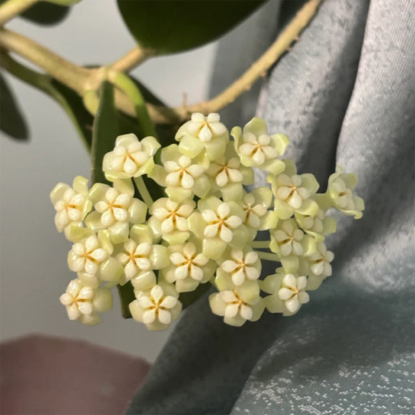 Hoya pachyclada, 5 Cuttings