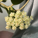 Hoya pachyclada, 5 Cuttings